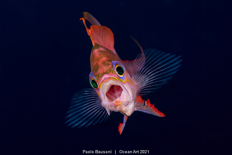 Ocean Art 2021, #Vita e arte subacquea