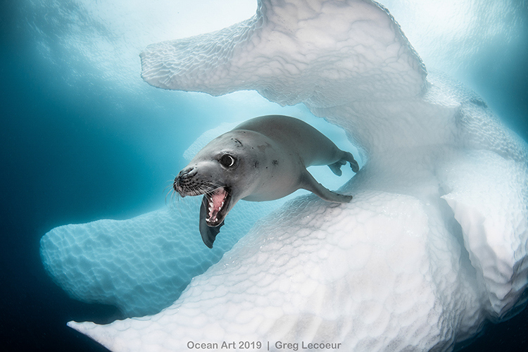 image Cold%20Water1 GREG LECOEUR CRABEATER%20SEAL%20copy