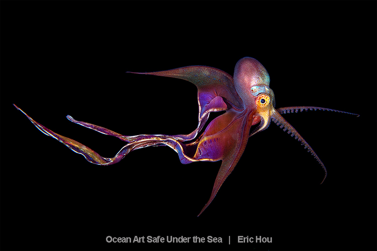 1st Place Blackwater Ocean Art Safe Under The Sea - Underwater ...