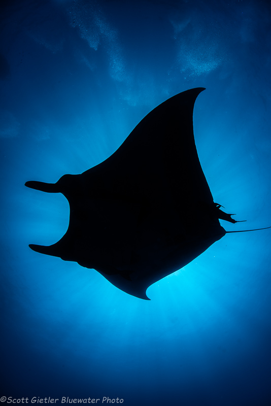 Best Manta Ray Diving