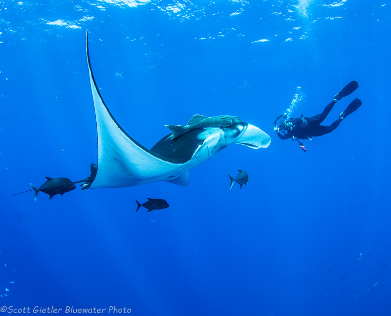 Manta ray while diving in Socorro