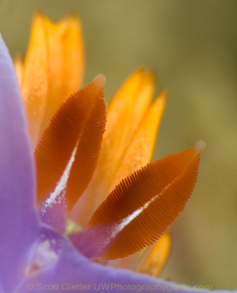 Spanish shawl nudibranch rhinophores. F25, 1/250th, ISO 200, Subsee +10 diopter