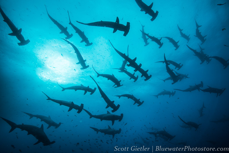 A school of hammerhead sharks in the Galapagos