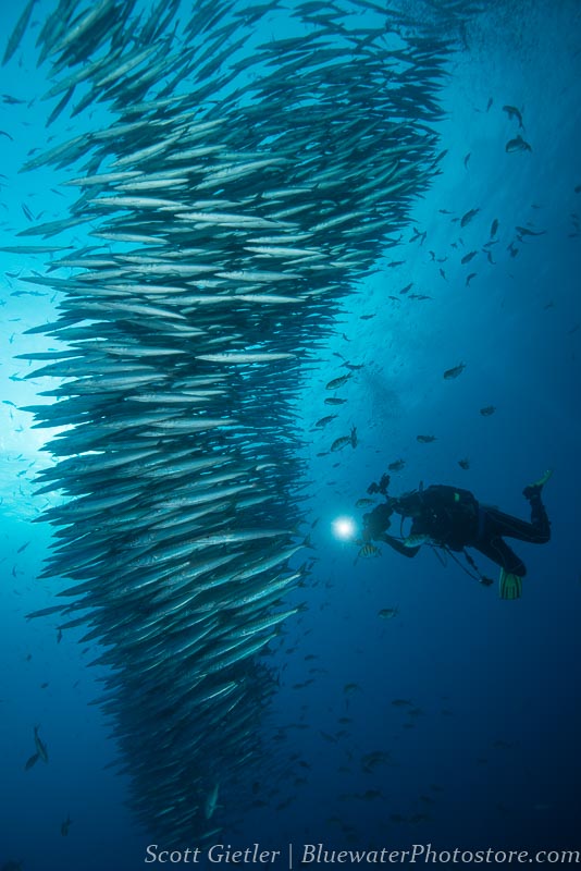 Galapagos islands schooling fish