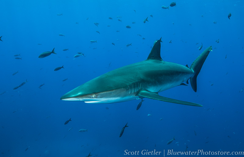 scuba diving galapagos