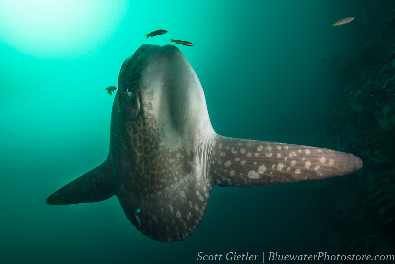 Galapagos mola mola underwater