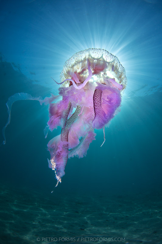 Bright Jellyfish (Pelagia noctiluca). Noli, Liguria. Shot with Canon 5D Mark III. 1/250 sec, f/18, ISO 200, Tokina 10-17, 1.4 TC Kenko, Nauticam 4.33 minidome.