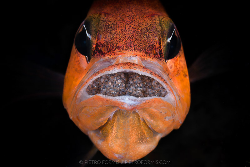 Male Mediterranean Cardinal Fish (Apogon imberbis) with eggs. Portovenere, Liguria. Shot with Canon EOS 40D. 1/250 sec, f/14, ISO 100, Canon 100mm USM Macro.