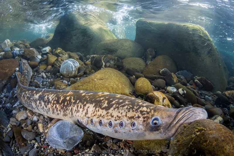 Sea Lamprey (Petromyzon marinus) during the final journey to reproduce up the river. Northern Italy. Shot with Canon 5D Mark III. 1/40 sec, f/22, ISO 800, Tokina 10-17, 1.4 TC Kenko, Nauticam 4.33 minidome.