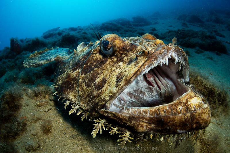 “Mediterranean Monster” - Monkfish (Lophius piscatorius) in shallow waters. Noli, Liguria. Shot with Canon 5D Mark III. 1/200 sec, f/16, ISO 400.Tokina 10-17, 1.4 TC Kenko, Nauticam 4.33 minidome.
