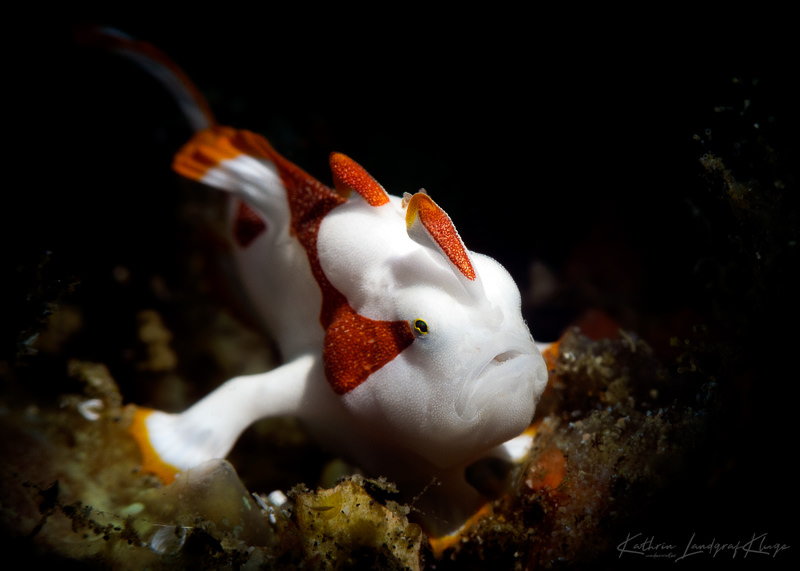 Pushing the Limits of Macro with a Compact Camera Underwater Photography Guide