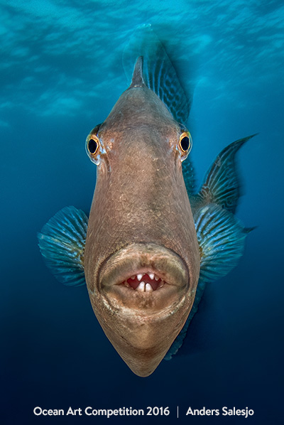 3rd Place Portrait Ocean Art 2016 Anders Salesjö - Underwater