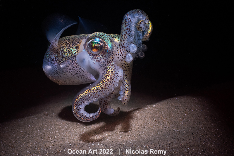 Photographer Nicolas Remy captures image of the rare spotted handfish
