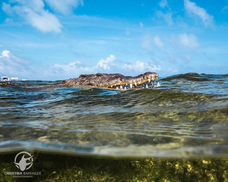 Swimming with Crocodiles in Banco Chinchorro - Underwater