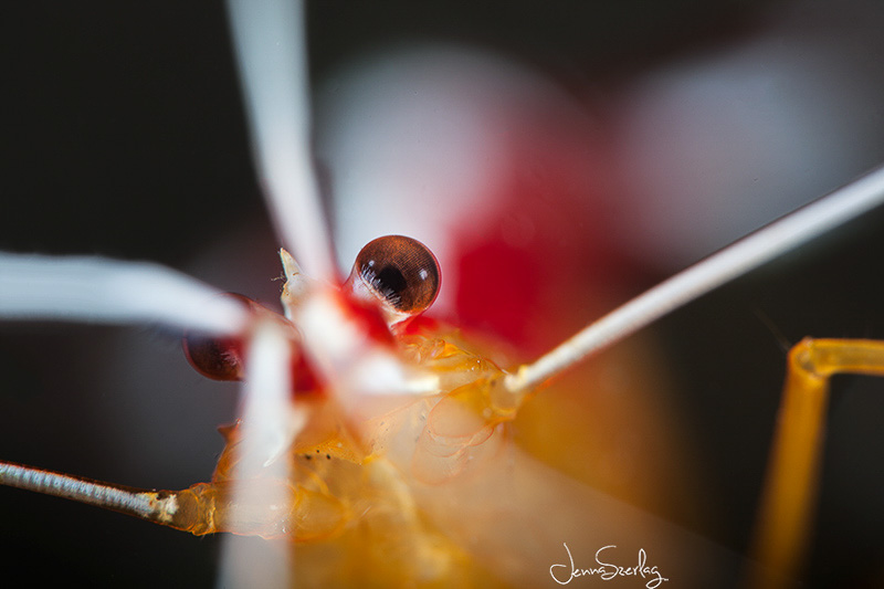 White Striped Cleaner Shrimp. Maui, Hawaii 