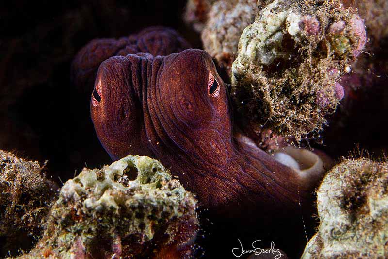 Day Octopus. Maui, Hawaii
