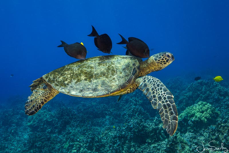 Green Sea Turtle