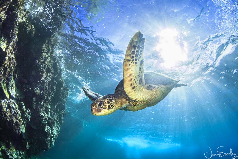 A Hawaiian Green Sea Turtle diving down from the surface. Maui, Hawaii