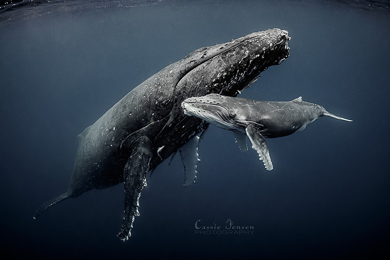 humpback whale calf