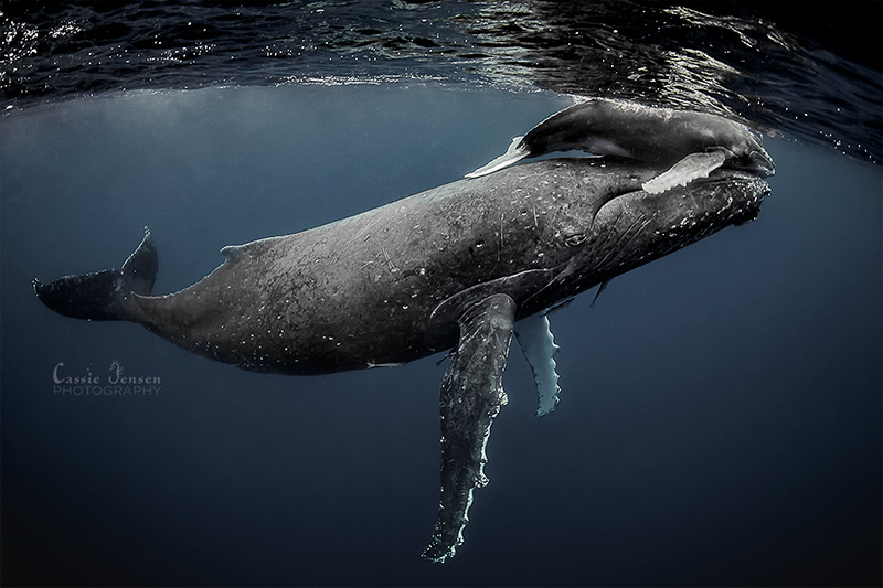 humpback whale calf