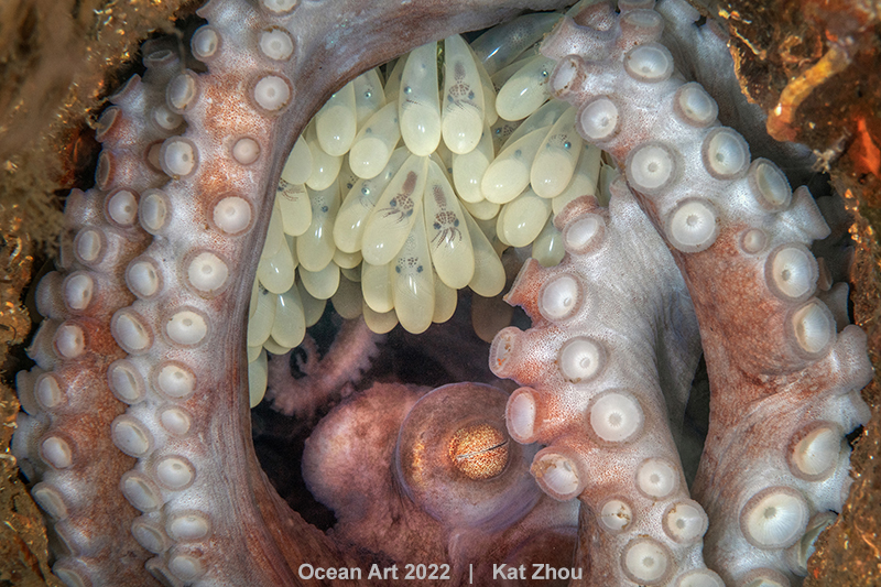 Winning images from the 2022 Ocean Art Photo Competition