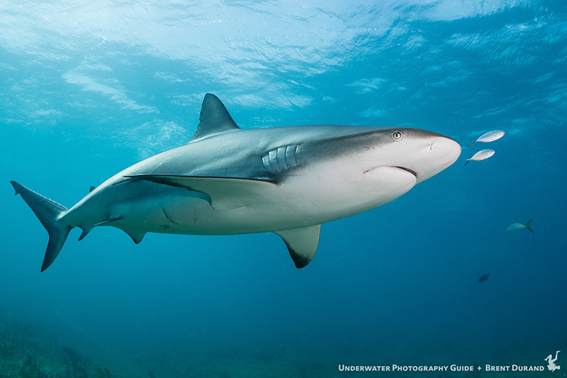 bahamas diving