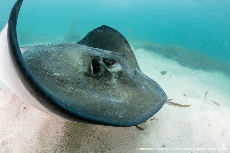 sting ray