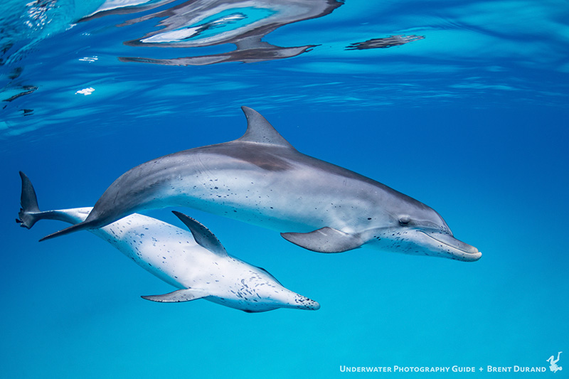 bahamas diving