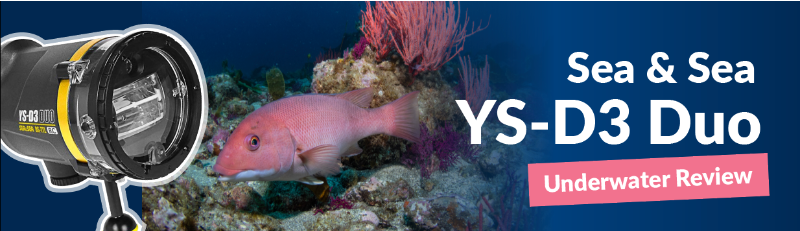 Sea & Sea YS-D3 Duo Review - Underwater Photography Guide