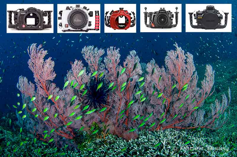Best underwater camera housings Underwater Photography Guide