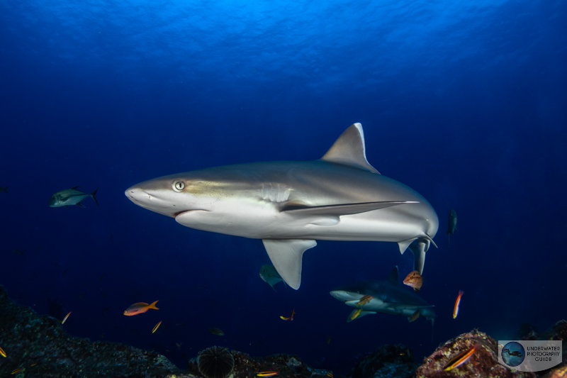 Fish Photography Underwater Photography Guide