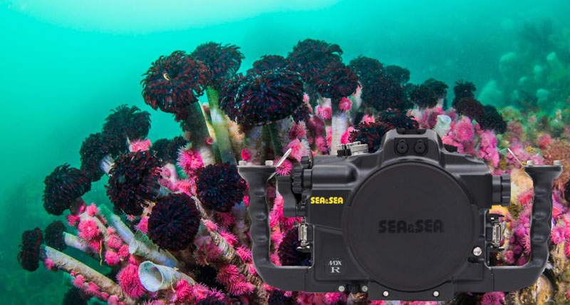 Canon EOS R6 Underwater Photos and Review