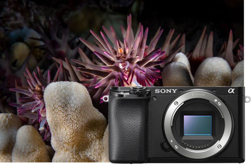 Sony a6100 Review - Underwater Photography Guide