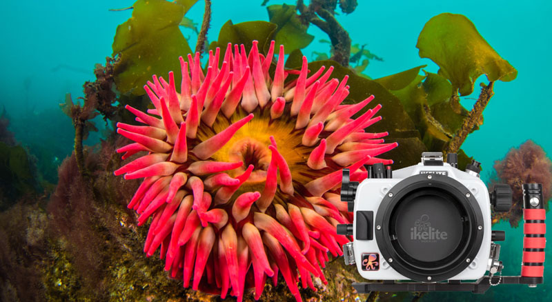 200DL Underwater Housing for Nikon Z6, Z6 II, Z7, Z7 II Mirrorless Dig