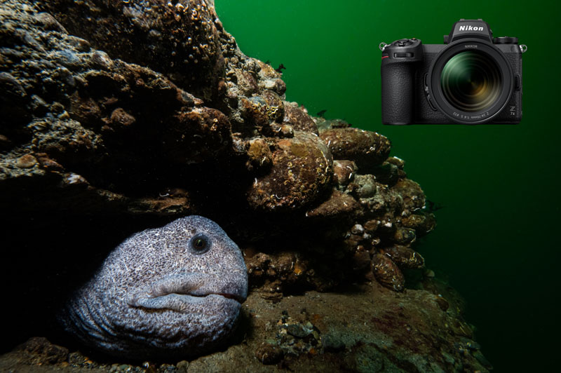 Nikon Z7 II Underwater Camera Review - Underwater Photography - Backscatter