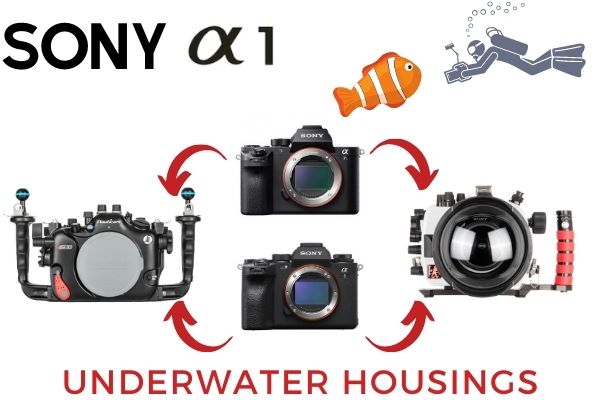 Sony A1 Underwater Housings Are Compatible with the Sony A7S III -  Underwater Photography Guide