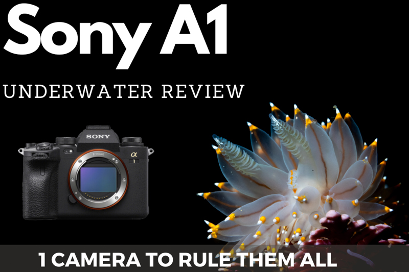 Nikon Z9 thoughts and what to expect on the video side - a game of Follow  My Leader (Sony A1) -  - Filmmaking Gear and Camera Reviews