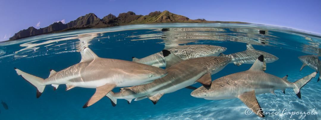 How to Capture Stunning Splits - Underwater Photography Guide