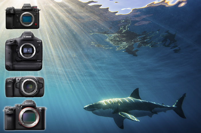 Best Underwater Video Cameras - Underwater Photography Guide