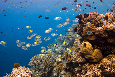 https://www.uwphotographyguide.com/sites/default/files/header-images/underwater_reefscape.jpg