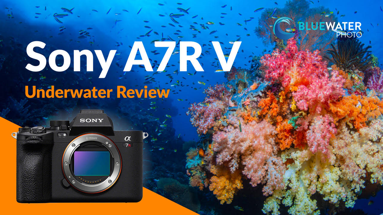 Sony a7 IV Underwater Camera Review - Underwater Photography - Backscatter