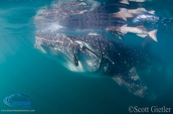 Top 5 Big Animal Encounters - Underwater Photography Guide