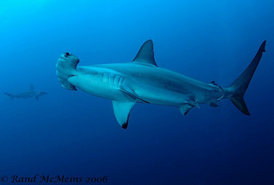 Photographing sharks,silvery fish, sea fans underwater - Underwater ...