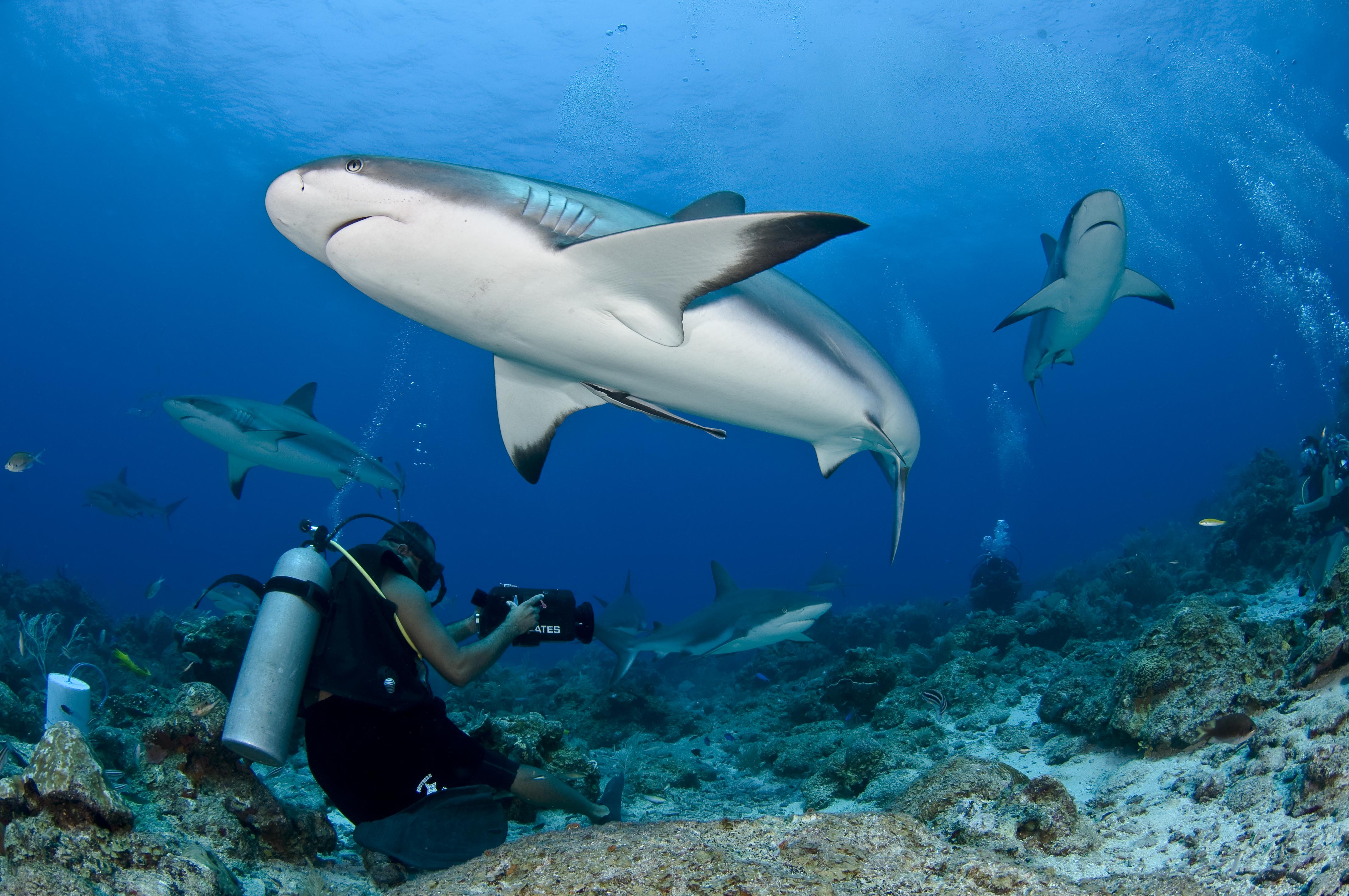 Diving the Bay Islands of Honduras|Underwater Photography Guide