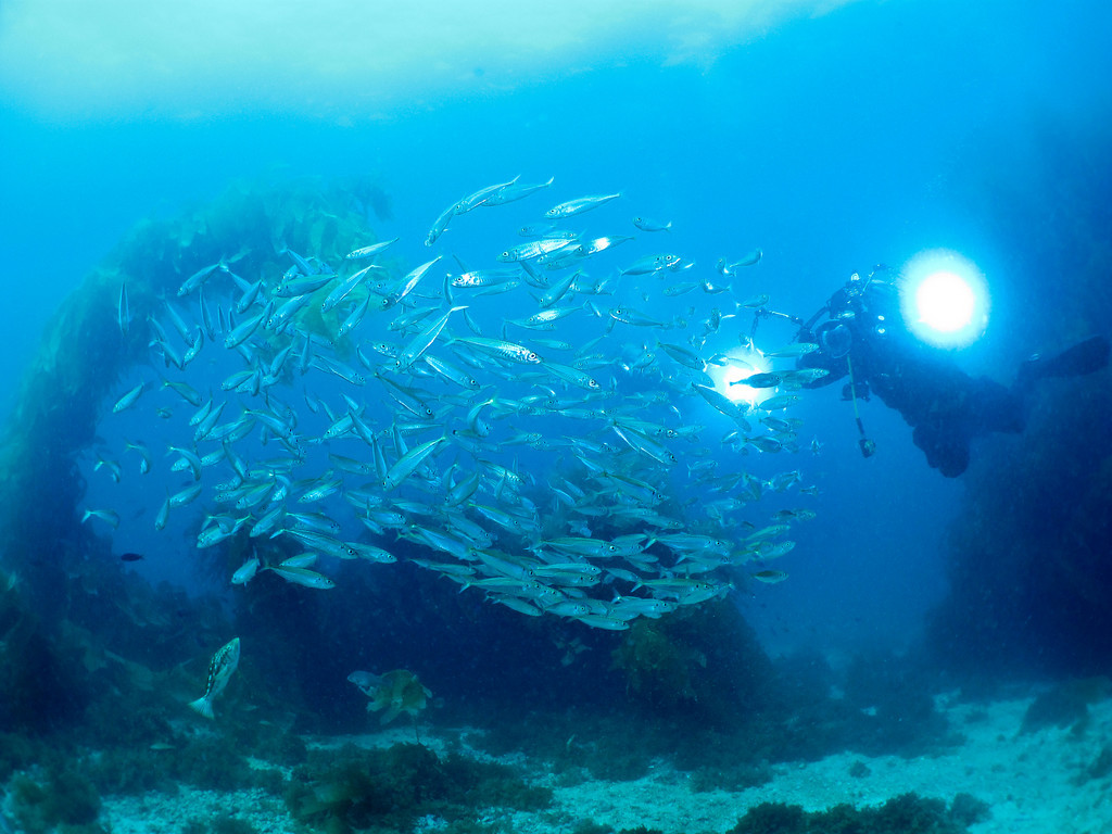 Underwater Color Chart