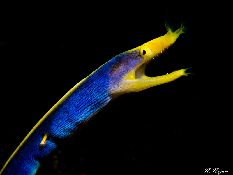 Top 10 Tips for Photographing Eels and Eel-Like Fish - Underwater