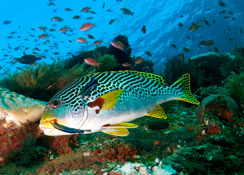 Marine Life - Underwater Photography Guide Marine Life - Underwater Photography Guide