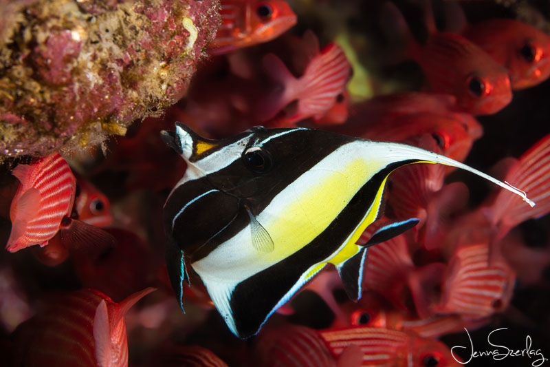 Moorish Idol AFTER the 5 Photoshop steps