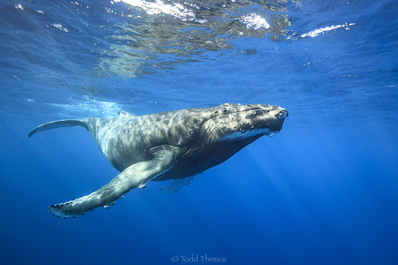 Canon G7X Mark III Underwater Review - Bluewater Photo