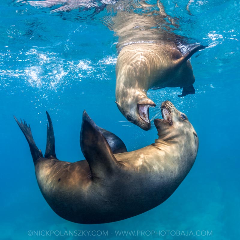 7 Tips for Great Sea Lion Photos Underwater Photography Guide